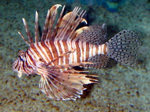 Lionfish.