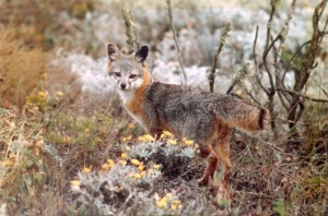 Channel Island Fox