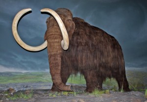 woolly mammoth