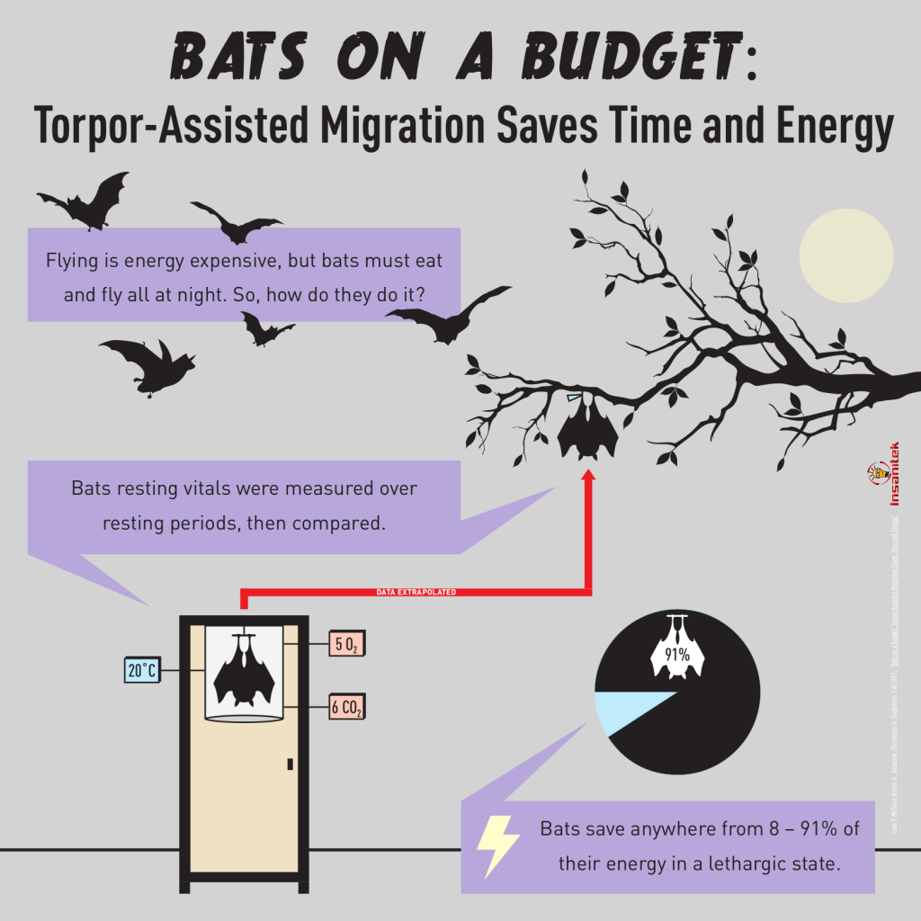 MigratingBats-MiniInfo V2 FINAL