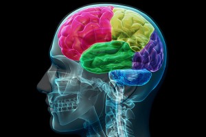 brain, health, mind
