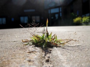 sidewalk, google