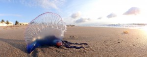 man o war, ocean, animals