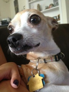 chihuahua, dog