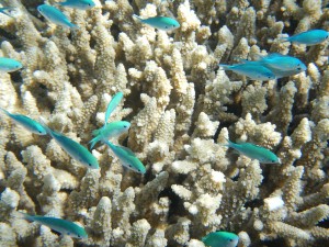 great barrier reef, nature