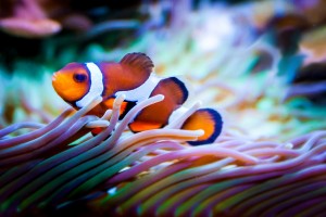 fish, coral reef, environment, ocean