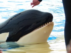 orca, whale, seaworld, science