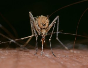 mosquito, health, insects