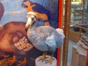 dodo, bird, biology