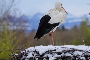 birds, bird, animals, stork