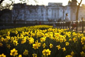 flowers, sun, weather