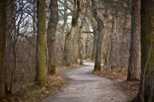 oak, oak tree, oak trees, forest, nature