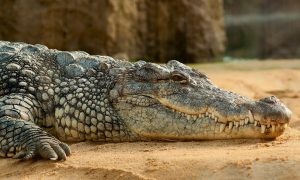 crocodile, florida, animals