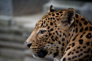 leopard, animals, leopards