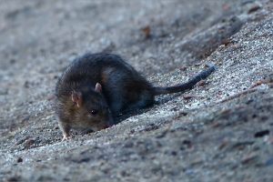 rat, rats, animals, new zealand