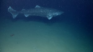 greenland, shark, science, biology