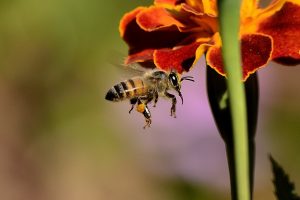 bee, bees, flowers