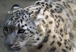 snow leopard, animals, biology