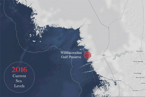 ghost forest, forests, climate change