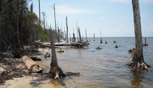 ghost forest, global warming, climate change