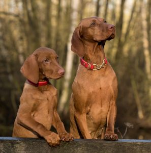 dog, dogs, science