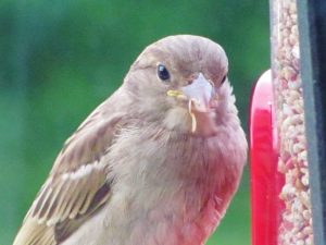 bird, birds, sparrows, animals