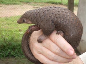 pangolin, pangolins, animals