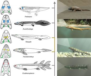 fish, biology, evolution