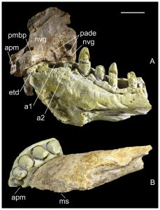 dinosaur, crocodile, fossil