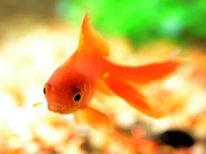 goldfish, fish, animals