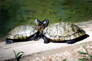 sunbathing turtles, turtles