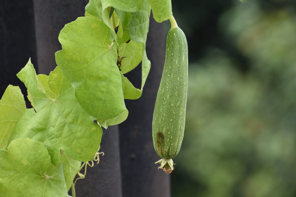 What's the difference between peeling and soaking a luffa anyway ...