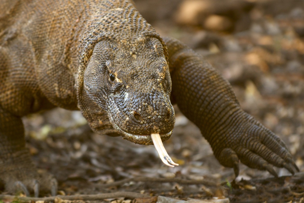 Head portrait of Komodo dragon (Varanus komodoensis) with its tongue ...