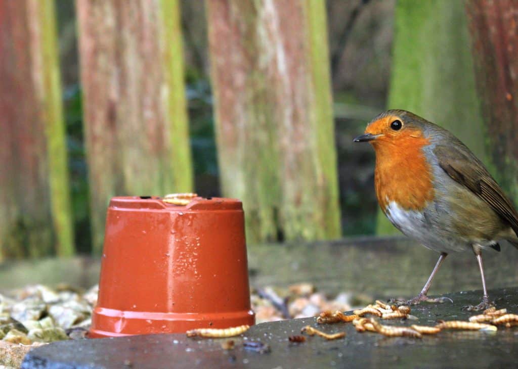 Robin and Mealworms