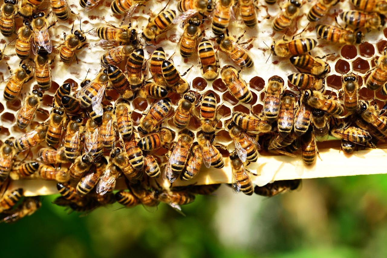 bees, pollination, science
