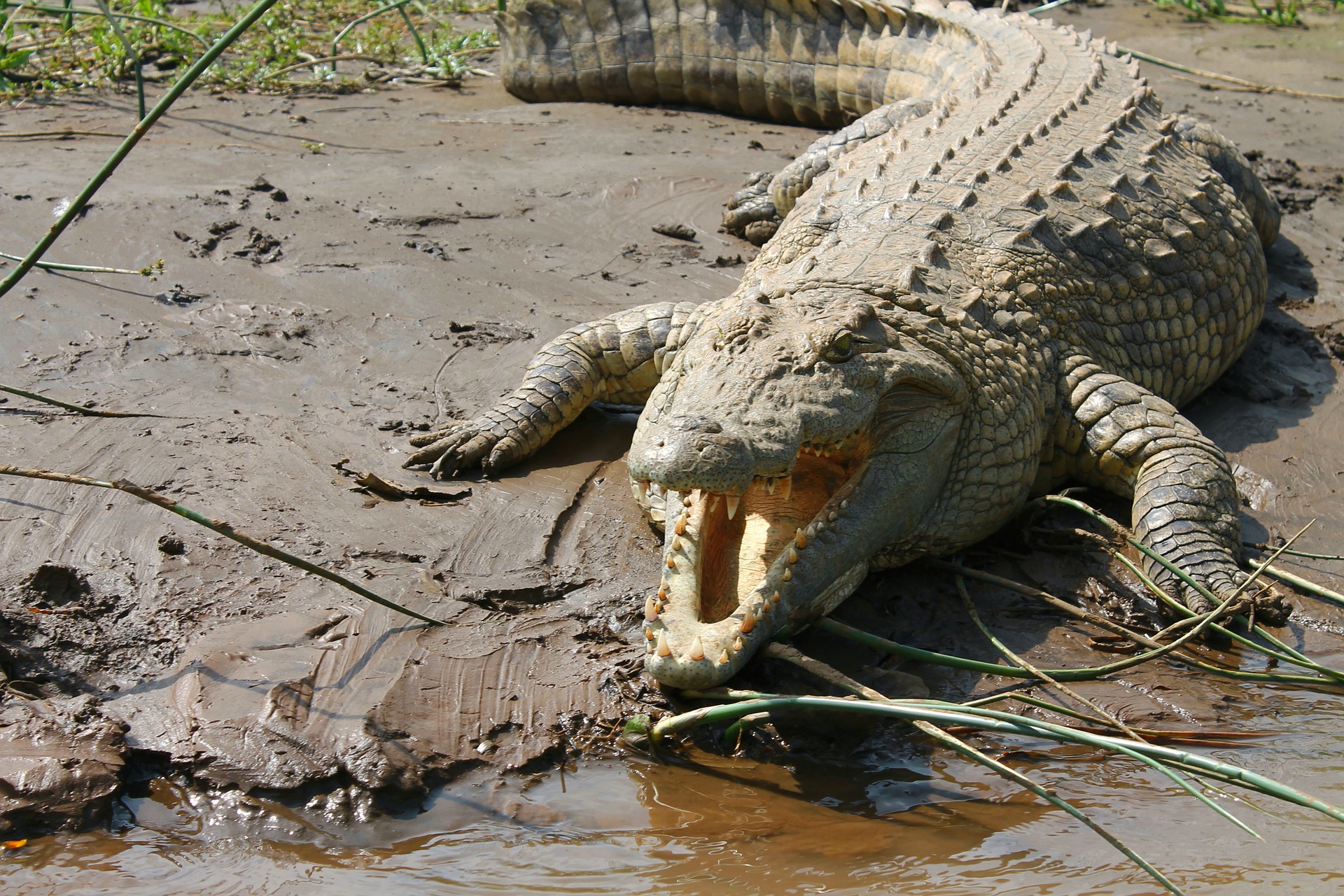 crocodile, crocodiles, animals