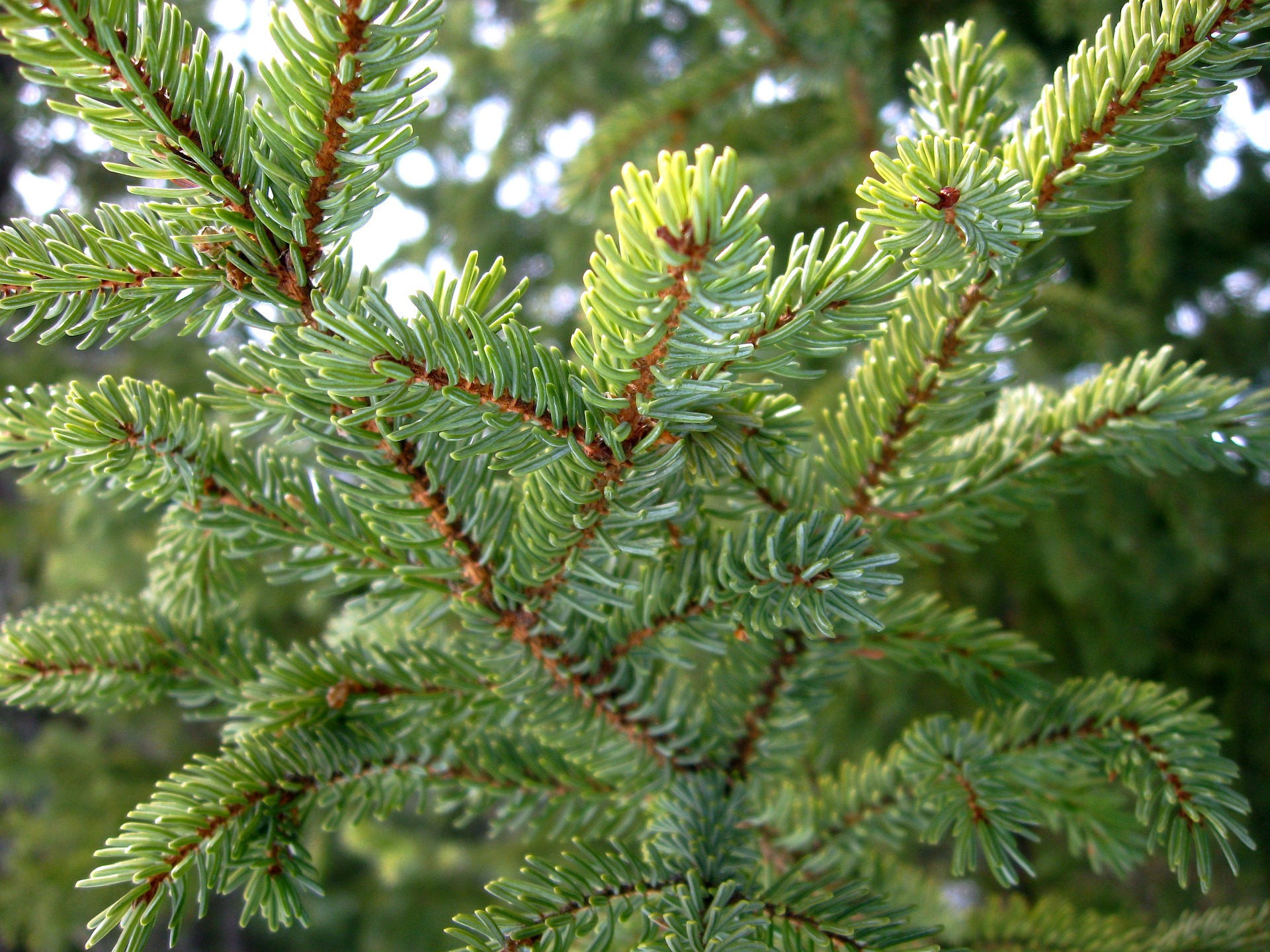 Study: No, Those Boreal Forests Won’t Save Us From Global Warming ...