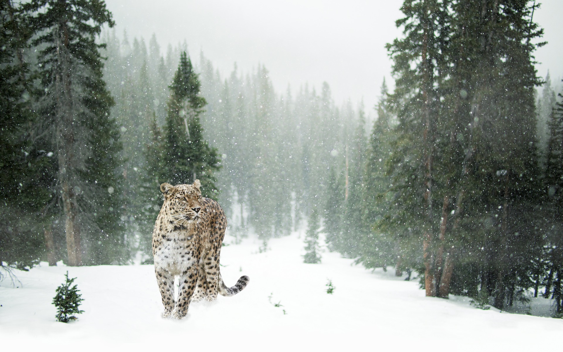 snow leopards, animals, extinction