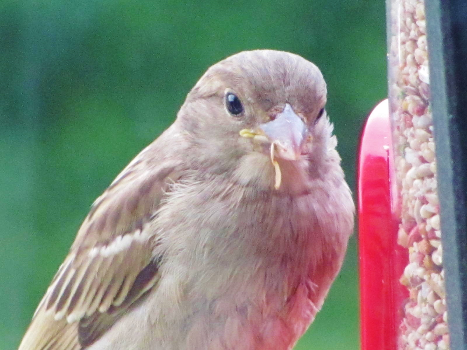 Christmas Is For The Birds Let The Bird Counting Season Begin Insanitek