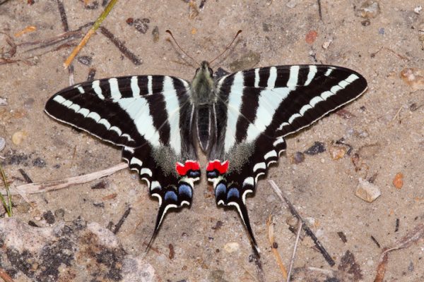 pawpaw zebra swallowtail