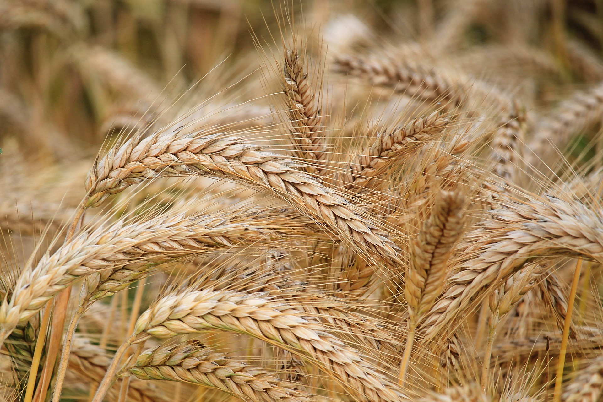 beer, barley, plants, drinks
