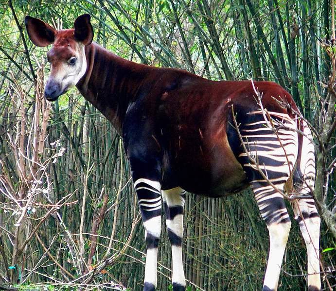 okapi and giraffe evolution