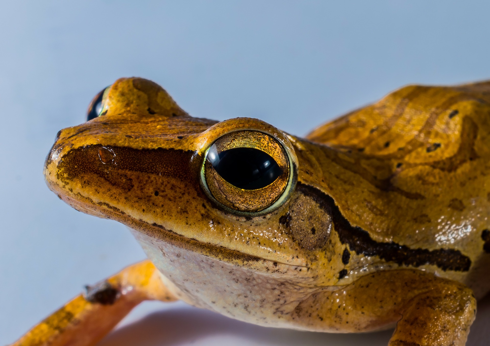 Can Frog Mucus Help Your Body Fight Off the Flu? - Insanitek