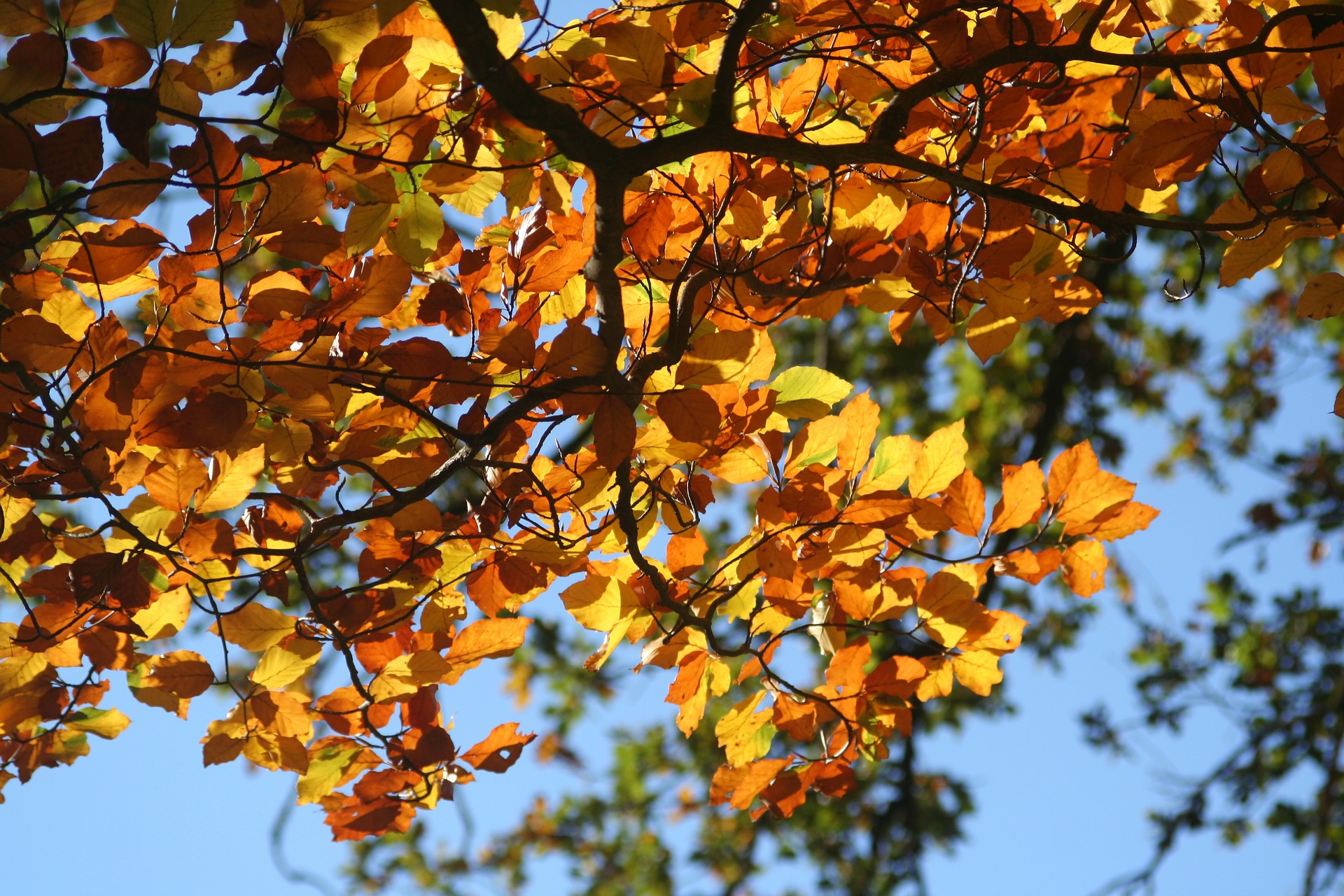 foliage, fall, autumn, leaves
