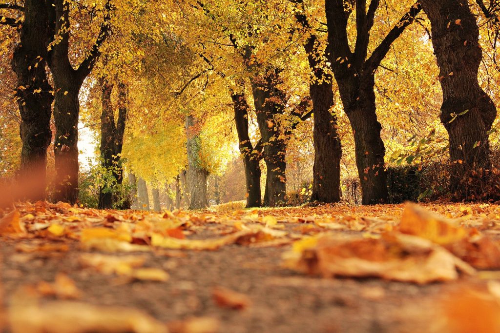 fall, autumn, foliage, nature