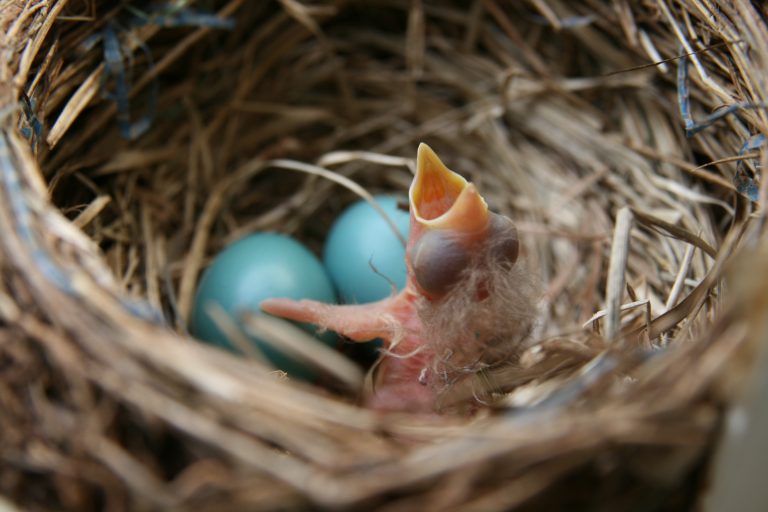 A newly hatched American robin among unhatched eggs in a nest in Charlotte, NC. 100 unretouched