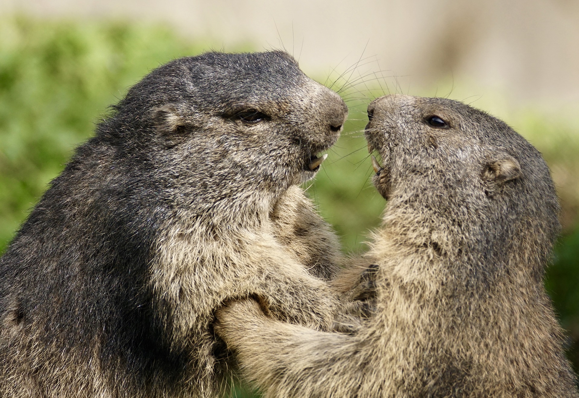 Marmots Don't Benefit from Being Social, But What About Humans? - Insanitek