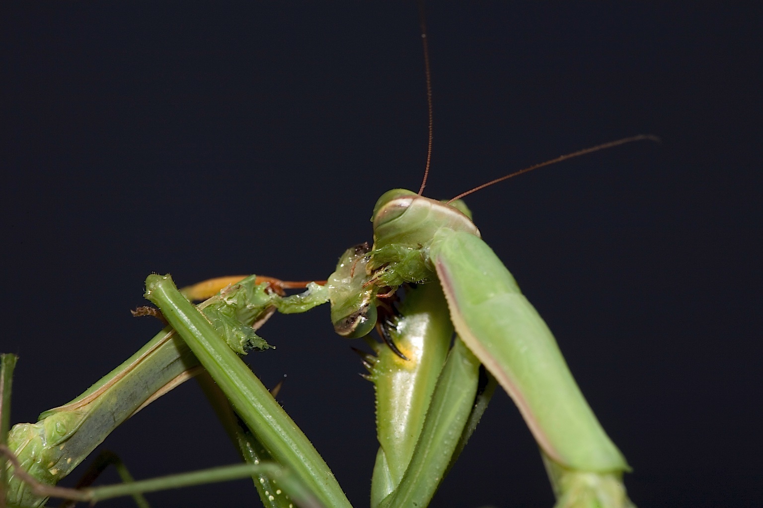 Praying mantis, mantis sex