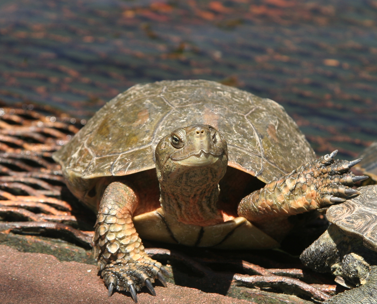 turtle, turtle on grate, friendly turtle