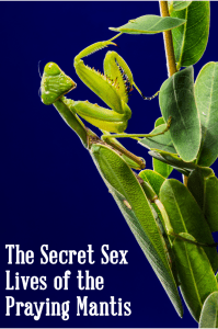 The Secret Sex Lives of the Praying Mantis – Insanitek